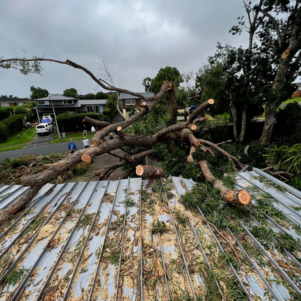 Tree that has fallen onto a iron roof in auckland, JP Franklin team is in the background cutting down the tree and making the insurance emergency roof repairs onsite